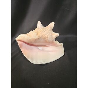 Queen Conch Shell Pink Horned Large Seashell 9 x 7 Nautical Beach Ocean Coastal